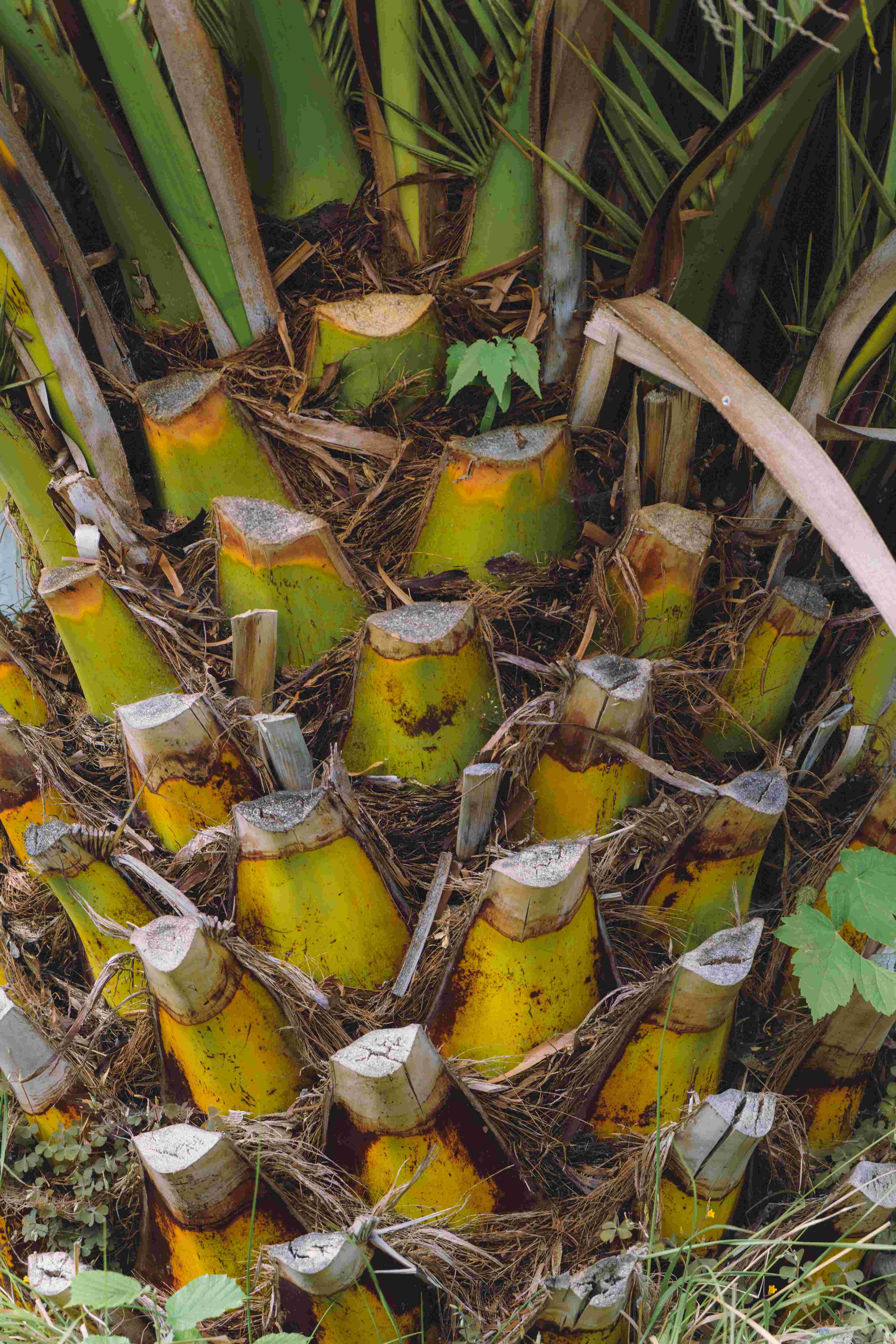 Palm Tree Trunk